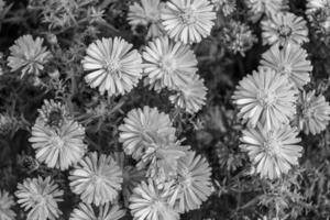 feine wild wachsende Blume Aster falsche Sonnenblume auf der Hintergrundwiese foto