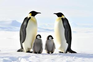 ai generiert Kaiser Pinguin Familie mit Küken auf Schnee, rein Weiß Hintergrund und Sonnenlicht foto