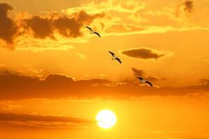 Möwen fliegend im das Himmel beim Sonnenuntergang. Freiheit thematisch Foto