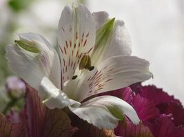 ein schließen oben von ein Blume mit ein Grün Stengel foto