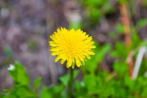 Blumen im Frühling foto