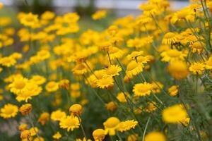 Gelb Gänseblümchen Blumen im das Garten. selektiv Fokus mit flach Tiefe von Feld. foto