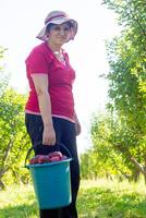 Person im Apfel Obstgarten, Person im das Garten foto