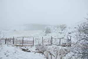 nebelig Landschaft mit Schnee, Schnee bedeckt Bäume, kalt Winter Landschaft foto