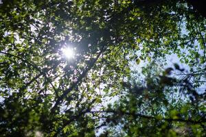 Sommer- Szene, Natur im das Sommer- Tag foto