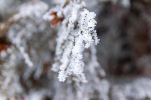 nebelig Landschaft mit Schnee, Schnee bedeckt Bäume, kalt Winter Landschaft foto