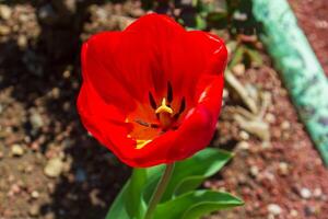 Grün Natur im Frühling, Frühling Landschaft foto