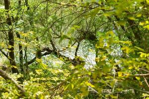 Sommer- Szene, Natur im das Sommer- Tag foto