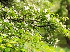 Natur im Frühling, Frühling Landschaft foto