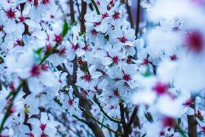 Kirsche blühen im Frühling, Weiß Blumen auf das Frühling Baum foto