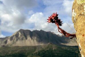 ein Blume wachsend aus von ein Felsen foto