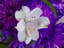 ein schließen oben von ein lila Blume mit Weiß Blütenblätter foto