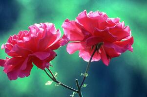 zwei rot Rosen sind gezeigt im Vorderseite von ein Grün Hintergrund foto