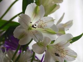 ein schließen oben von ein Bündel von Blumen foto