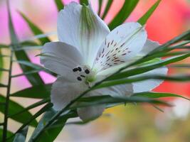 ein Weiß Blume mit rot Flecken auf es foto