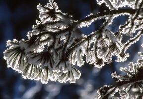 Frost auf ein Kiefer Baum foto