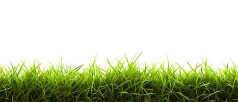 ai generiert frisch Frühling Grün Gras auf Weiß Hintergrund. erstellt mit generativ ai foto