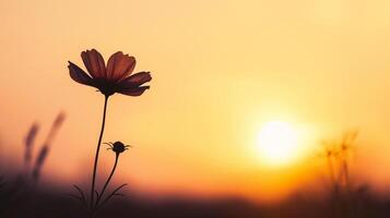 ai generiert schön Blume im das Wiese beim Sonnenuntergang. foto