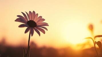 ai generiert schön Blume im das Wiese beim Sonnenuntergang. foto