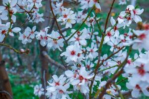 Kirsche blühen im Frühling, Weiß Blumen auf das Frühling Baum foto