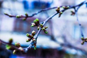 Kirsche blühen im Frühling, Weiß Blumen auf das Frühling Baum foto