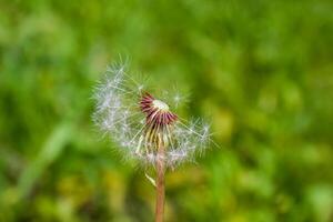 Grün Natur im Frühling, Frühling Landschaft foto