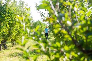 Person im Apfel Obstgarten, Person im das Garten foto