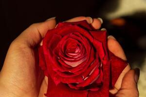rot Rose im das Garten, rot Rose im Hand foto