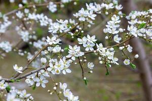 Blumen im Frühling foto