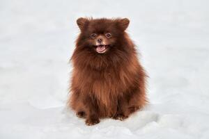 glücklicher pommerscher Spitzhund beim Winterwandern im Freien in voller Größe Porträt süßer Schokoladenspitz foto