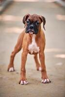 Boxer Hund Hündchen voll Höhe Porträt beim draussen Park gehen, Fußweg Hintergrund foto