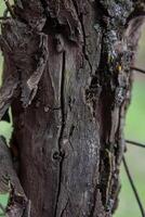 schließen oben von ein bellen, schließen oben von ein Stamm, Rinde von ein Baum foto