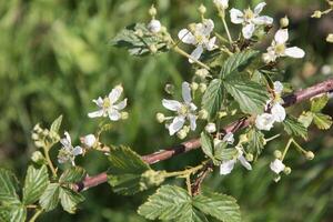 Blühen wild Brombeere Blumen, Zukunft Beere Ernte, natürlich Blume Hintergrund foto