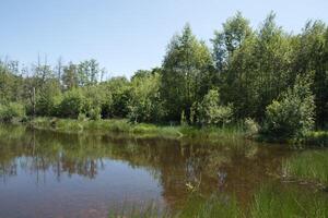 gemischt Wald auf das Ufer von ein See Landschaft, Birke, Fichte Bäume im gemischt Wald foto