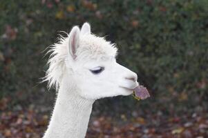 Porträt von ein Weiß Lama mit ein zerzaust Mähne halten ein Espe Blatt im seine Mund foto