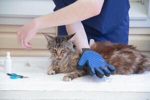 Tierarzt Kämme das Maine Waschbär Katze mit Handschuhe, bietet Pflege und regulär Pflege zum reinrassig Haustiere foto