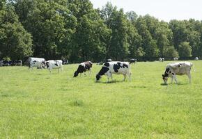 schwarz und Weiß Kühe grasen im ein Wiese auf ein sonnig Sommer- Tag, Essen Grün Gras foto