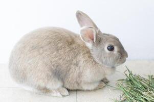 Porträt von ein flauschige Beige Hase Essen Gras, Haustier, süß Tier, Ostern Hase, Symbol. hoch Qualität Foto