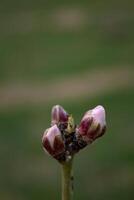 das Knospen von das Baum sind gehen zu blühen im Frühling foto