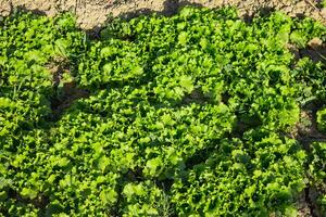 Grüner Salat wächst im das Garten, draußen zum ein gesund Diät foto