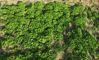 Grüner Salat wächst im das Garten, draußen zum ein gesund Diät foto