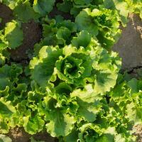 Grüner Salat wächst im das Garten, draußen zum ein gesund Diät foto