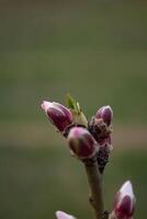 das Knospen von das Baum sind gehen zu blühen im Frühling foto