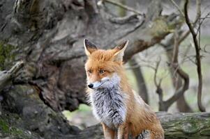 süß rot Fuchs im das wild foto