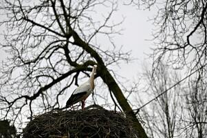 Storch im das Storch Nest foto