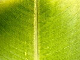 Grün frisch Banane Blatt Foto