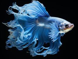 ai generiert Porträt von Blau Betta Fisch auf schwarz Hintergrund, generativ ai foto