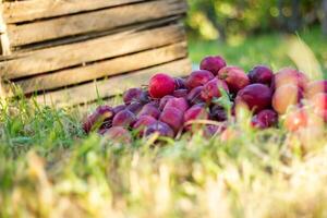 Stapel von rot Äpfel im das Garten foto