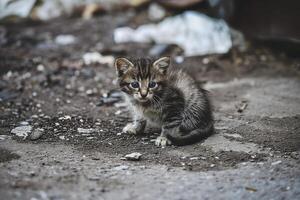 ai generiert klein schmutzig Einfrieren Kätzchen auf das Straße foto