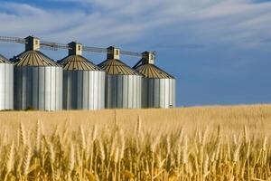 ai generiert auf Weizen Feld, Ernte Zeit auf Weizen Feld, Ernte Zeit foto